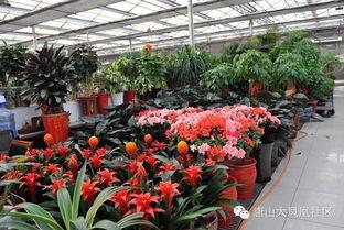 唐山花店爆料案件最新,揭开背后惊人真相  第3张